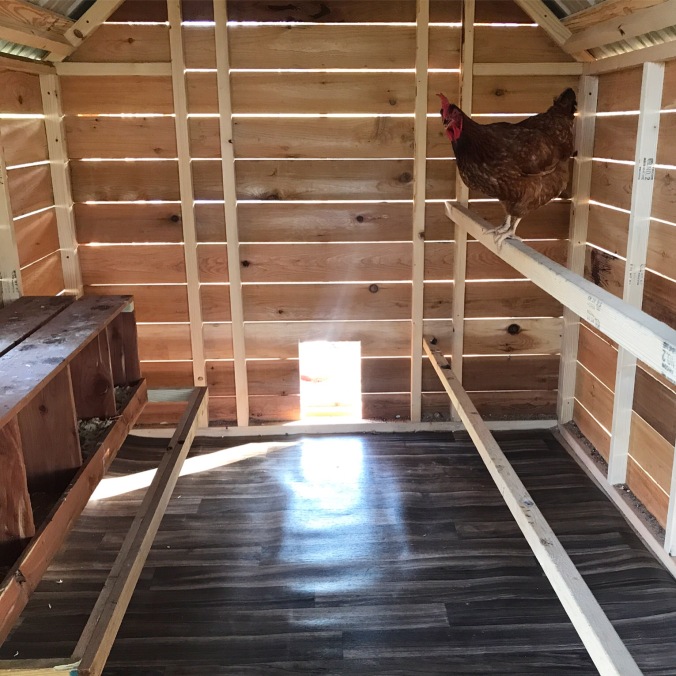 chicken coop interior linoleum sand bedding